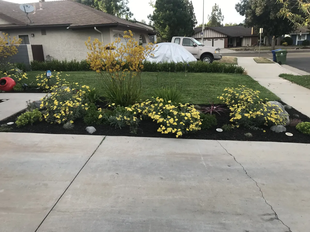 Front yard landscape with flowering plants